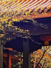 西湖三月天美景，賞花攻略不容錯過，二月梅花正盛