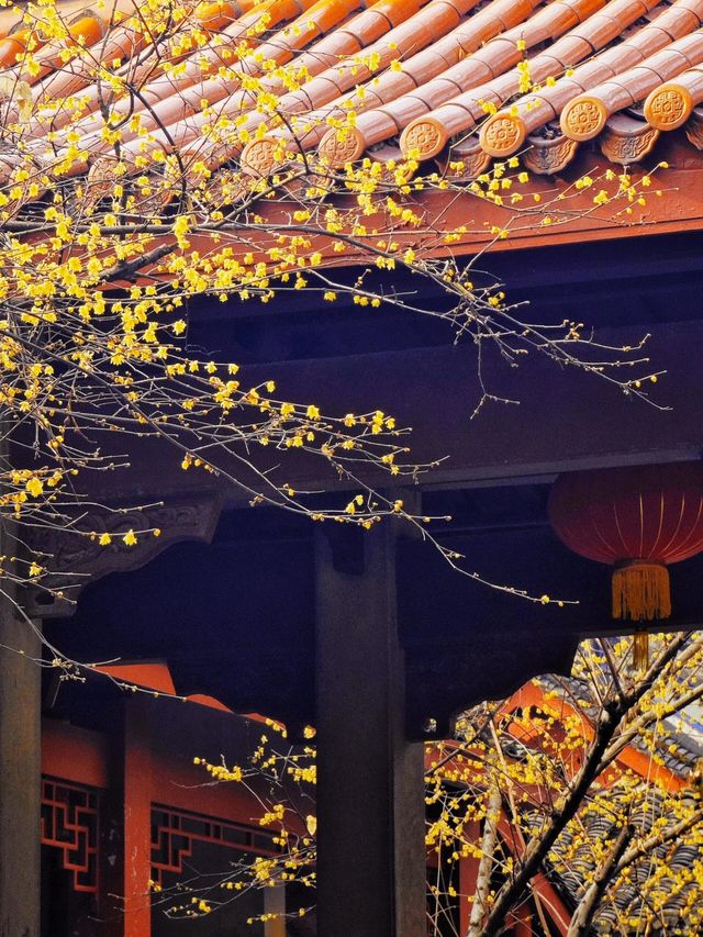 西湖三月天美景，賞花攻略不容錯過，二月梅花正盛