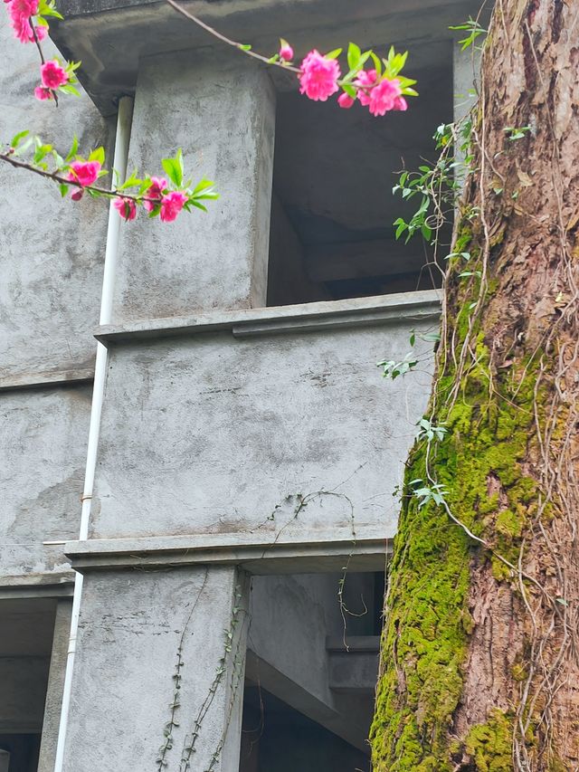 桂林近郊踏青賞花的好去處