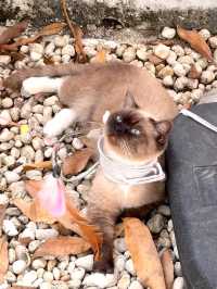 這家咖啡店真的能治癒人心！