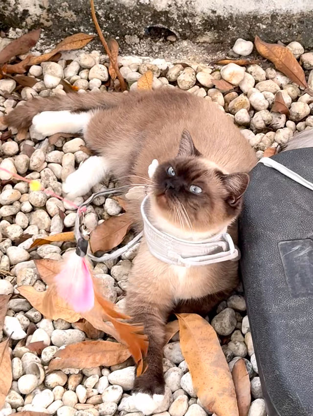 這家咖啡店真的能治癒人心！