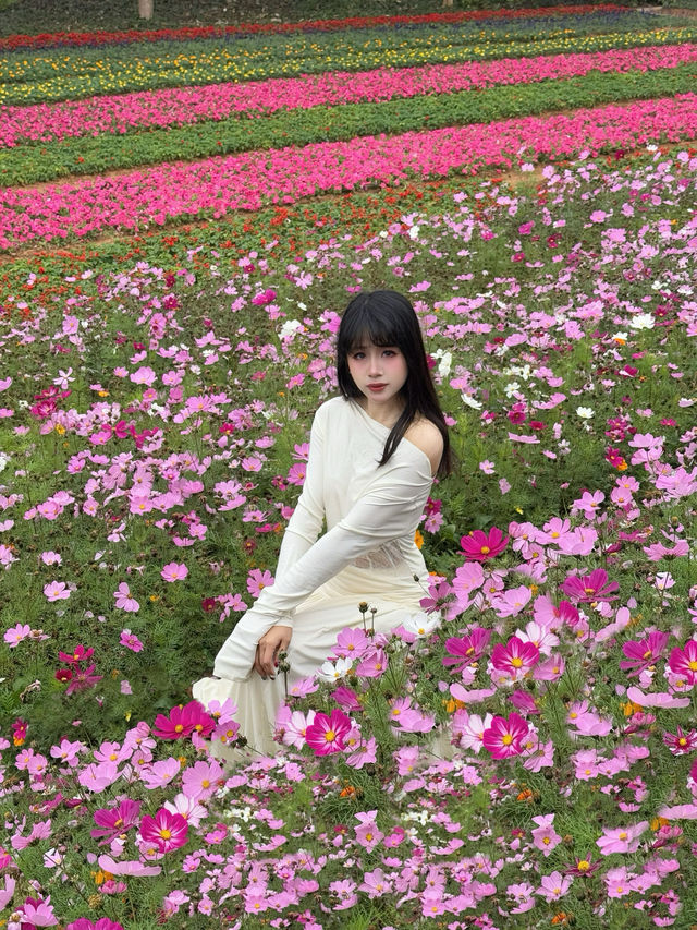 深圳周邊小眾花海，真的超好拍