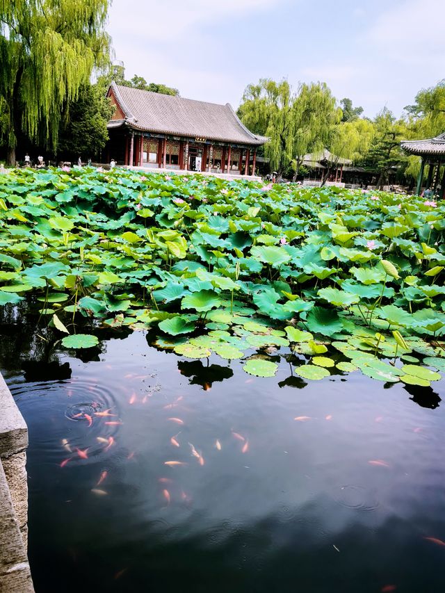 夏末的頤和園