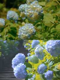 春日繡球花地圖：鎌倉篇