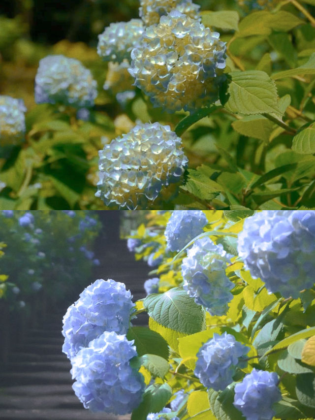 春日繡球花地圖：鎌倉篇