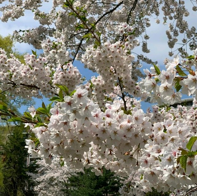 🌸札幌中島公園 | 春日必打卡嘅仙境🌸