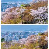 京都賞櫻🌸清水寺柯南同款打卡地‼️