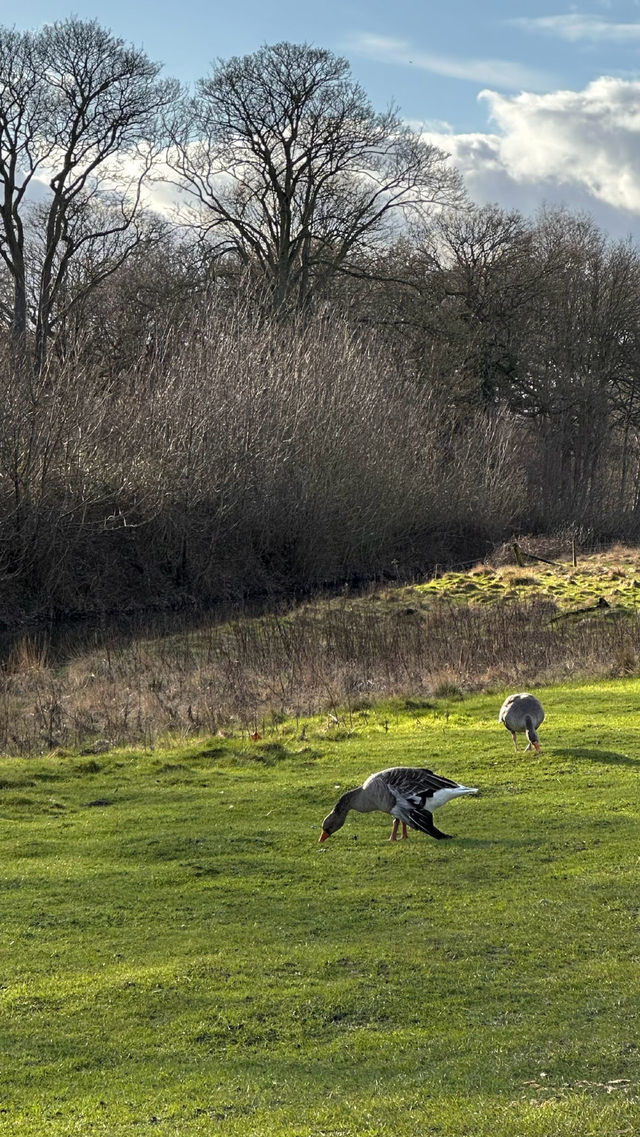 英國旅遊｜自然是藝術品 Yorkshire雕塑公園