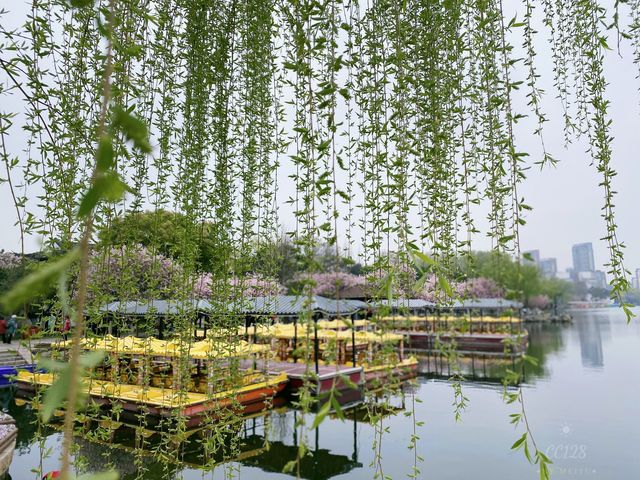 南京這個免費公園才是春日賞花天花板吧！