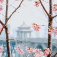 🌸去龜山風景區拍櫻花啦