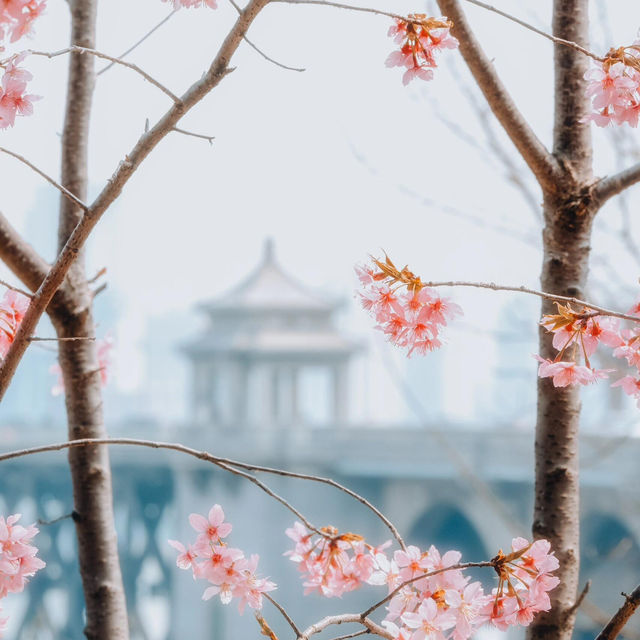 🌸去龜山風景區拍櫻花啦
