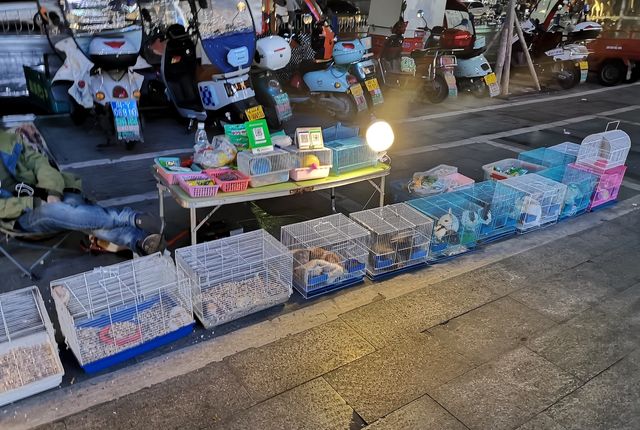 北緯31°的饋贈：通江為何是「中國銀耳之鄉」？