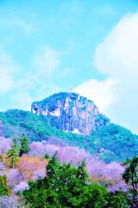 漫步東川野櫻谷，與爛漫櫻花共赴一場春日之約
