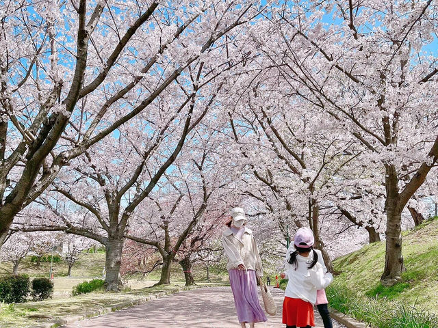 🇯🇵福岡小眾賞櫻地，邂逅漫畫般的櫻花盛景