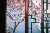 三月耦園打卡玉蘭花