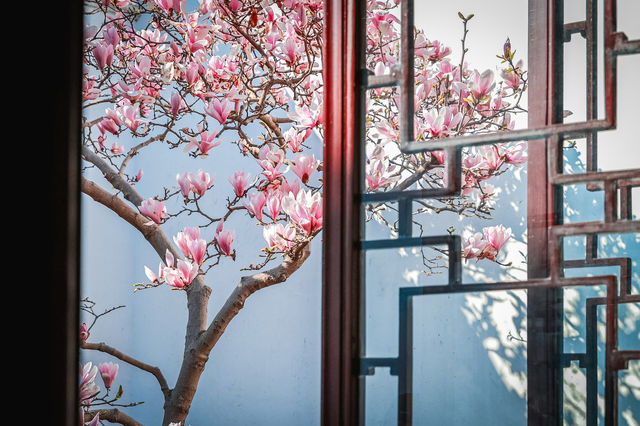 三月耦園打卡玉蘭花