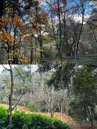 春日限定！西山公園櫻花盛宴來襲