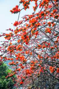 佛山禪城呢條街道火咗，木棉花開成咗一片紅色花海