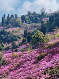 成都3月徒步桃花海｜避開人潮私藏路線