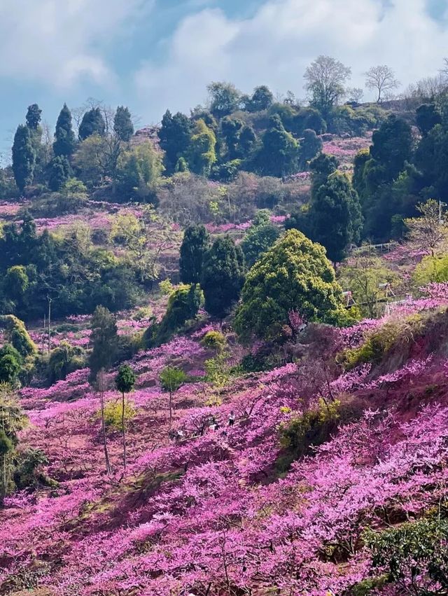 成都3月徒步桃花海｜避開人潮私藏路線