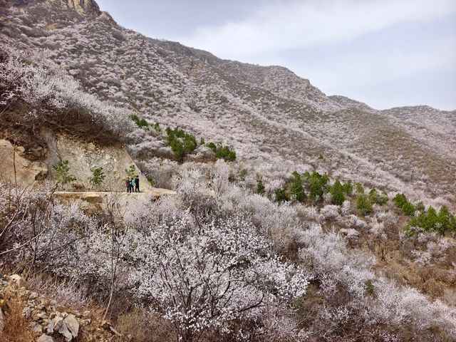 北京後花園徒步賞山桃花