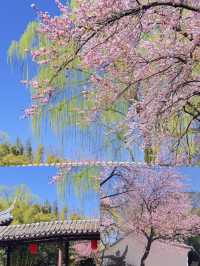 3.23實況，紫竹院杏梅真的真的美到失語