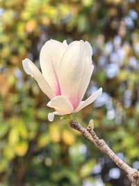 交換春天·魔都隱藏莫奈花園被我找到了
