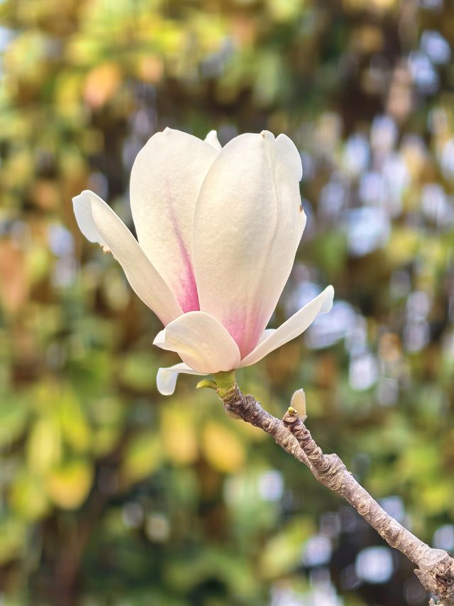 交換春天·魔都隱藏莫奈花園被我找到了