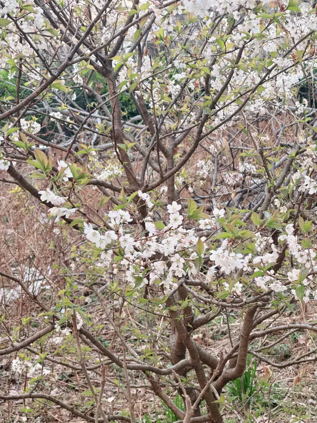 南京城壁桜紀｜600年の古城壁で美しい花を愛でる