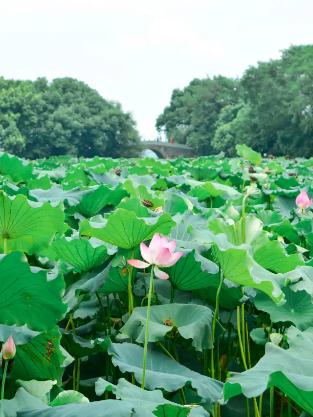杭州西湖賞荷路線！建議收藏！！！