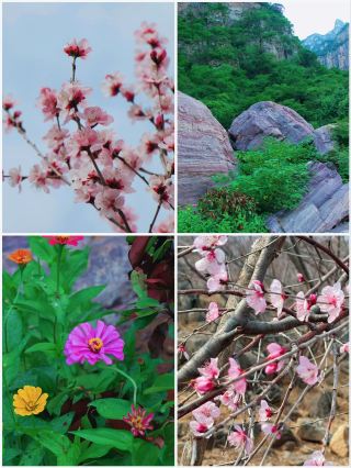 Hangzhou Peach Blossom Viewing | A Date with Peach Blossoms at the Damingshan Scenic Area in March