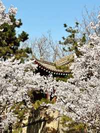 西安櫻花暴擊｜小雁塔櫻花全盛期實拍