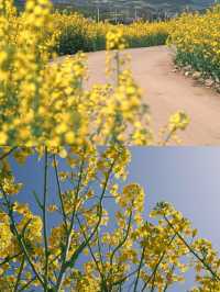 曲靖油菜花賞花攻略‖打卡避雷攻略