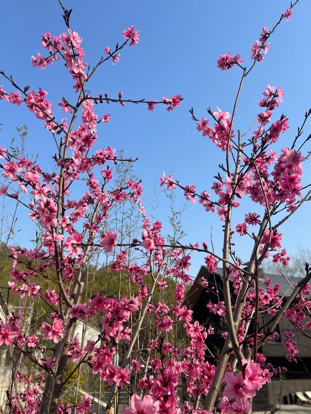 繁昌溪地阿蘭若 | 邂逅春日限定浪漫 