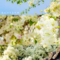 甘坑古鎮丨肆意生長的春🌸