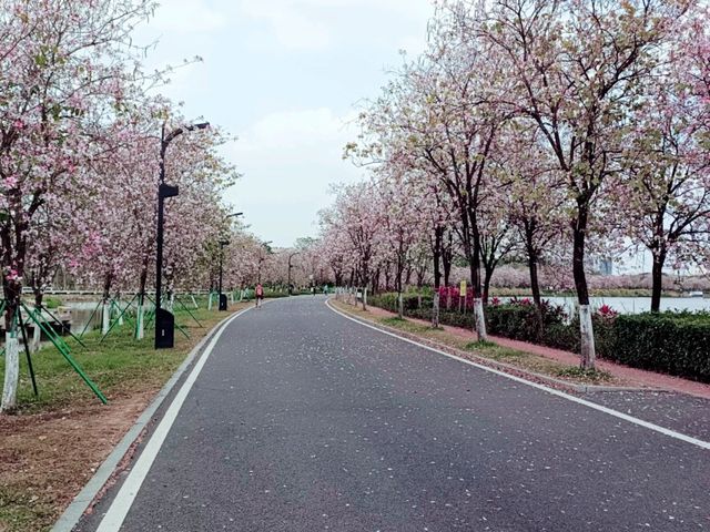 Shipai Park: Blooming as A Bomb of Colours in Dongguan