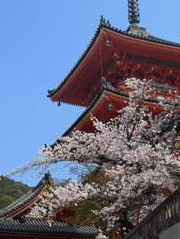 穿和服與「舞姬」共舞的粉色奇緣