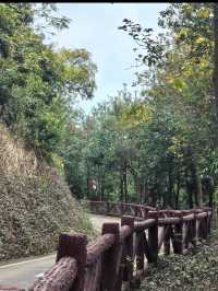 銀湖山郊野公園環山公路徒步攻略🌳🚶‍♂️