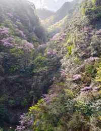 遊客很少山花爛漫的小眾景點