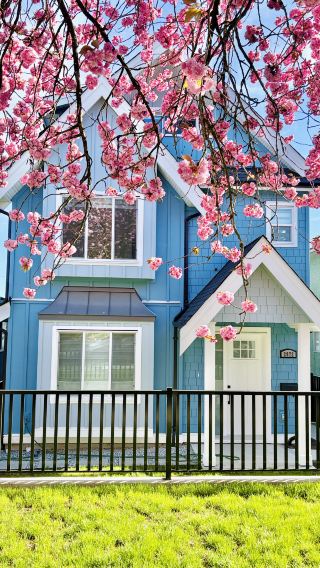 Vancouver Cherry Express 15｜Đường hầm hoa anh đào buổi tối trên phố 7 ở Đông Vancouver thật tuyệt vời