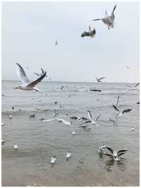 【河北秦皇島～北戴河老虎石海上公園】