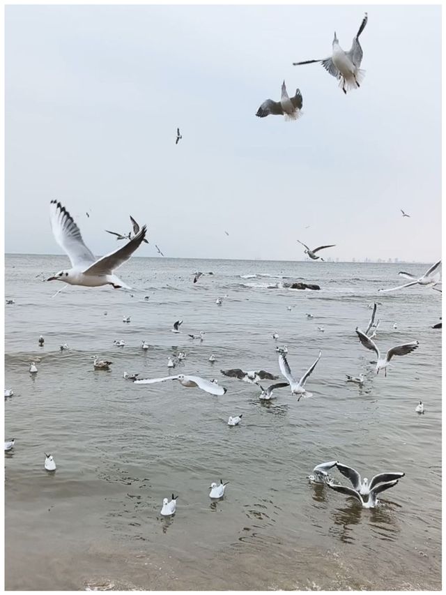 【河北秦皇島～北戴河老虎石海上公園】