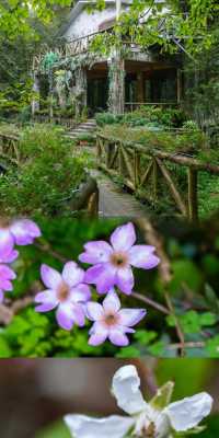 雅安龍蒼溝，不止碧峰峽