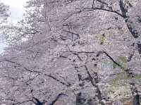 🌸東京大學 | 學府櫻花浪漫詩篇🌸