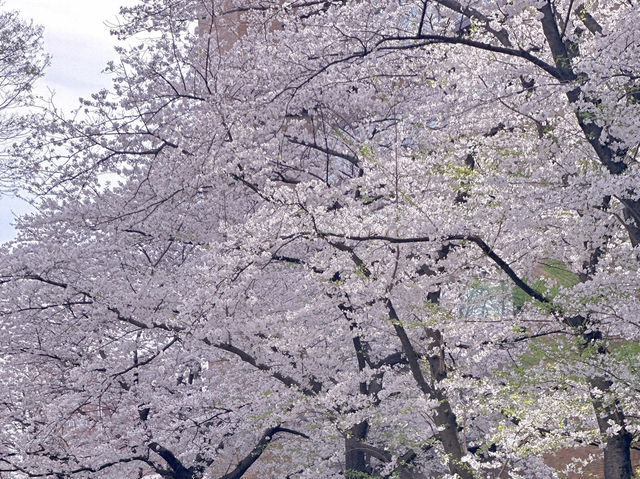 🌸東京大學 | 學府櫻花浪漫詩篇🌸