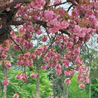 🌸釜山櫻花終極浪漫！復瓣櫻花壓軸綻放太絕美啦～