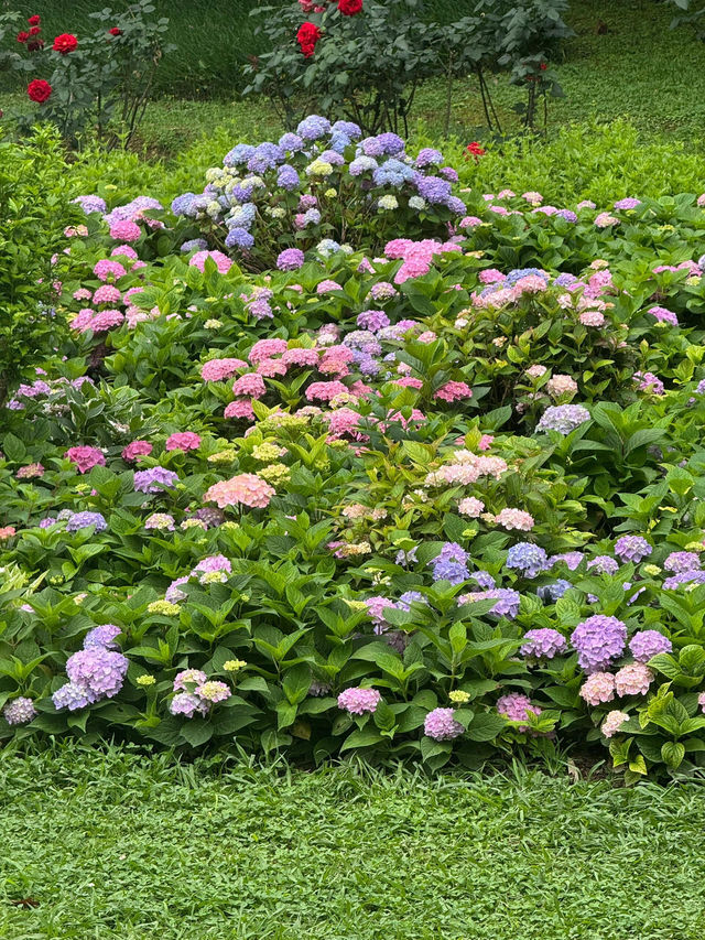 貴陽河濱公園：繡球花盛景