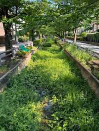東京呑川親水公園交通攻略