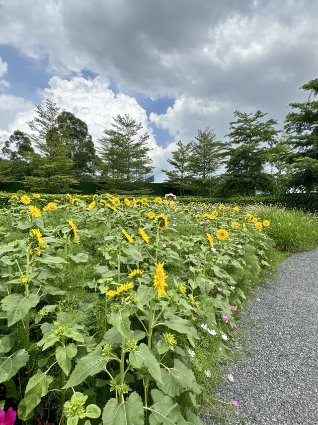 救命🆘廣州竟藏著現實版「陽光花田」！地鐵直達的向日葵花海美到窒息🌻不用遠赴郊區，下車就能擁抱整片燦爛夏天！