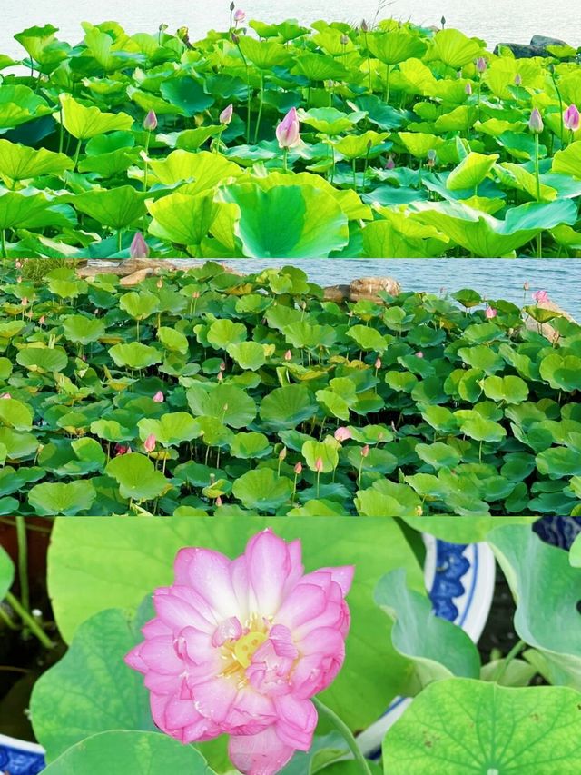 上海周邊！蘇州太湖呢間度假村太正啦